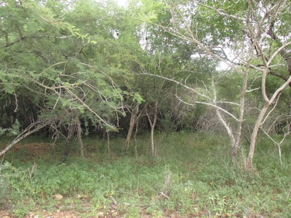 Royal Kruger Lodge Marloth Park Εξωτερικό φωτογραφία